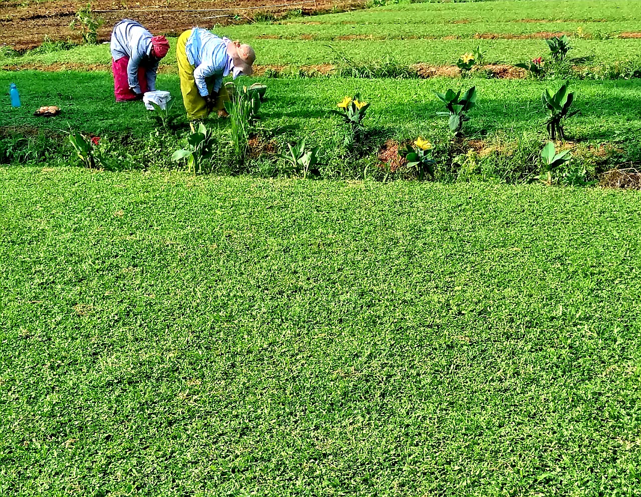 Home Rosedale Landscaping Cochin Kerala